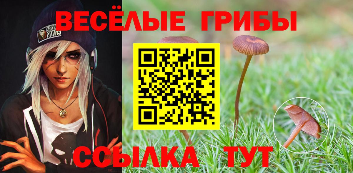 Псилоцибиновые грибы Psilocybine cubensis Славгород